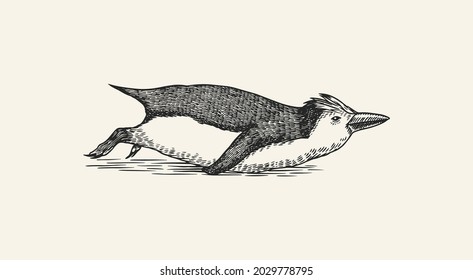 Royal penguin tobogganing. Cute small animal swimming or Diving. Vector graphics black and white drawing. Hand drawn sketch. Aquatic flightless bird. 