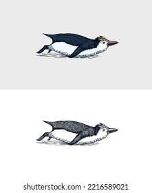 Royal penguin tobogganing. Cute small animal swimming or Diving. Vector graphics black and white drawing. Hand drawn sketch. Aquatic flightless bird. 