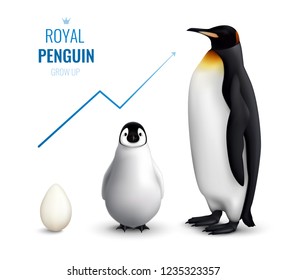 Royal penguins life cycle realistic poster with egg chick adult and indicating growth up arrow vector illustration