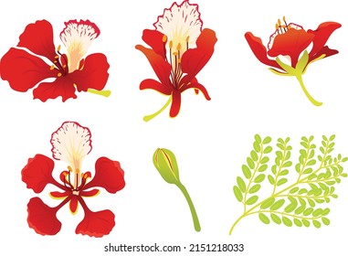Royal Poinciana red flowers and green leaves.The Mexican bird of paradise, or peacock flower.