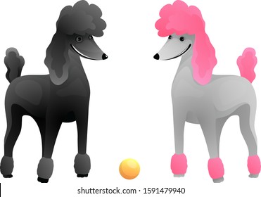 Royal Poodle Hund zeigt weiße und schwarze Poodles stehende Profilkartoon. Große Poodle-Jungtiere reinrassigen Teppichboden. Tierarzt und Hund zeigen Vektorillustration.