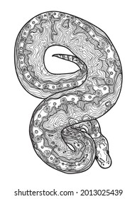 Royal python snake.. Doodling coloring, meditative coloring. Patterns, dots, stripes. Cute animals.
