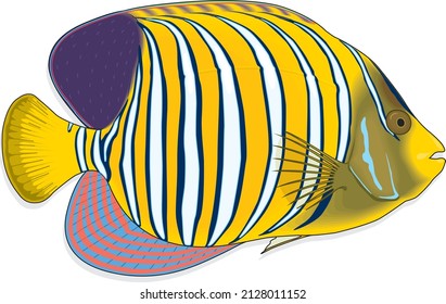 Royal Regal Angelfish Fish Marine Ray-finned Specie Pygoplites Diacanthus Tropical Indo Pacific Oceans Aquatic Animal Vector Isolated