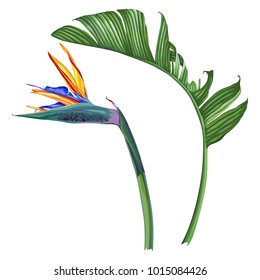 Royal strelitzia. Tropical flower and leaf. Vector elements isolated on white background.