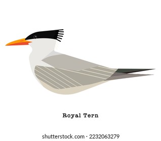 Royal Tern Bird vector illustration on white background