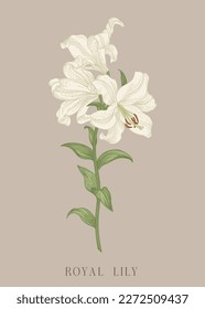 Royal white lily. Botanical illustration. Colorful