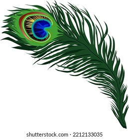 royalty free realistic peacock