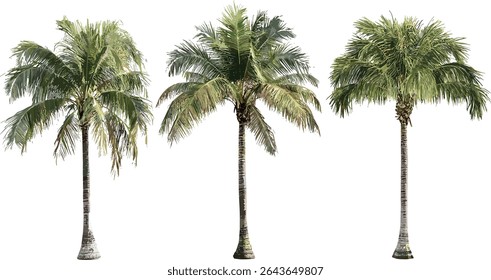 Roystonea regia royal palm, Cuban royal palm isolated tree, Florida royal palm, tropical foliage vector illustration, outdoor scenery, exotic landscaping, garden decoration, nature.