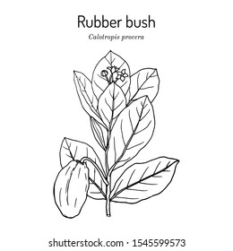 Rubber bush, or sodom apple, stabragh, kings crown (Calotropis procera), medicinal plant. Hand drawn botanical vector illustration