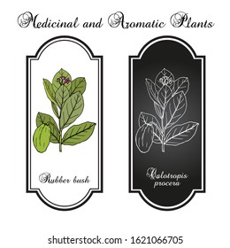 Rubber bush, or sodom apple, stabragh, kings crown (Calotropis procera), medicinal plant. Hand drawn botanical vector illustration