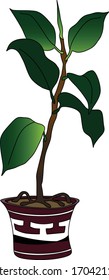 Rubber ficus in a pot with Greek ornament. Vector illustration