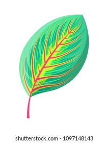Rubber fig tree leaf tropical, ficus elastica type plant leaves, exotic style of decoration, green foliage vector illustration isolated on white