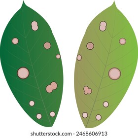 Rubber leaf fall disease is caused by a fungus.