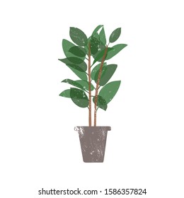 Rubber plant in ceramic pot flat vector illustration. Ficus, trendy potted evergreen houseplant isolated on white background. Indoor flower, domestic decorative greenery. Rubber bush design element.