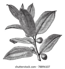 Rubber Plant or Rubber Fig or Rubber Bush or Indian Rubber Bush or Ficus elastica, vintage engraving. Old engraved illustration of a Rubber Plant showing fruits.  Trousset encyclopedia (1886 - 1891)