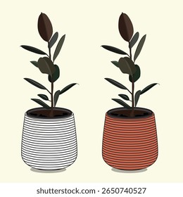 Rubber Plant é uma planta perene da mesma espécie que a árvore banyan, mas atualmente é popularmente cultivada em vasos.