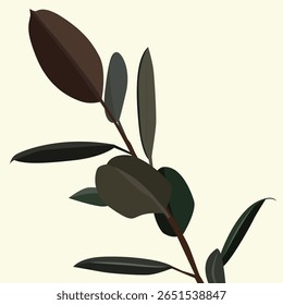 Rubber Plant é uma planta perene da mesma espécie que a árvore banyan, mas atualmente é popularmente cultivada em vasos.