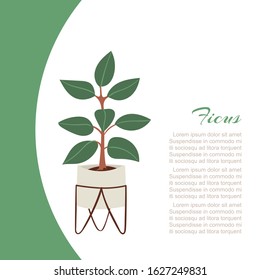 Rubber plant, pipal, bay tree in pot vector illustration poster. Interior home greenery and office plant. Pipal or ficus for interior decoration with text space.