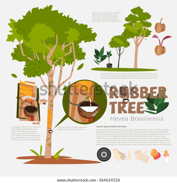 Rubber tree or Hevea brasiliensis\
with detail info graphic elements. Milk of rubber tree. Benefit.\
Prodcut from rubber. Typographic design - vector\
illustration