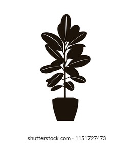 rubber tree plant in a pot silhouette in black color vector illustration