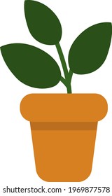 Rubber tree in a pot, icon illustration, vector on white background