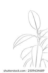 Rubber Tree(line drawing) botanical art sketch