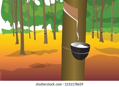 Rubber trees vector, rubber plantation