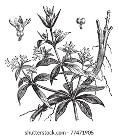 Rubia tinctorum or Common madder or Dyer's madder, vintage engraving. Old engraved illustration of Rubia tinctorum, isolated on a white background. Trousset