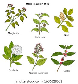 Rubiaceae or coffee, madder, or bedstraw family of flowering plants. Hand drawn botanical vector illustration