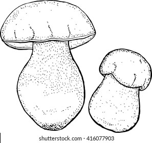 rubroboletus satanas