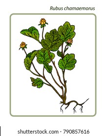 Rubus chamaemorus, cloudberry, bakeapple, knotberry and knoutberry, aqpik or salmonberry and averin or evron.