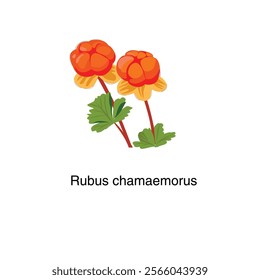 Rubus chamaemorus. Squirrel background, vector illustration