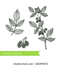Rubus idaeus - Siberian herbs. Handdrawn Illustration - Health and Nature Set