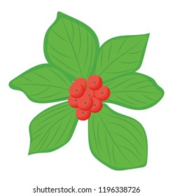 
A rubus phoenicolasius specie of a berry called wineberries 

