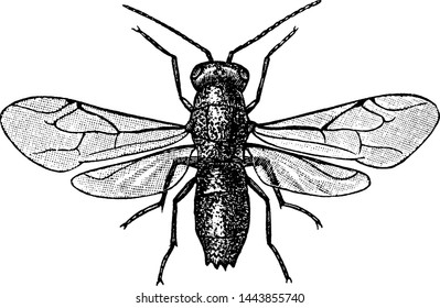 Ruby Tailed Fly, vintage illustration.