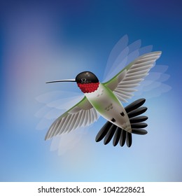 Ruby throated Hummingbird in flight against blue sky  EPS10 vector illustration 
