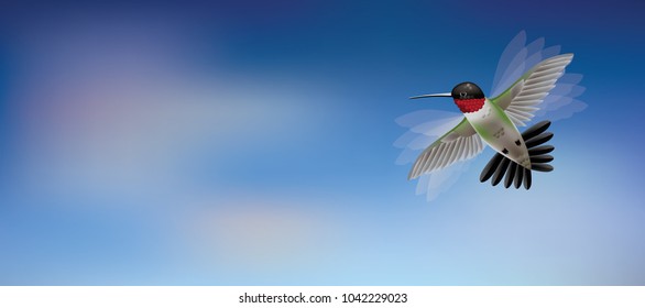 Ruby throated Hummingbird in flight against blue sky  Banner background and copy space  EPS10 vector illustration 