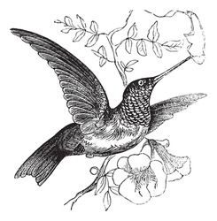 Ruby-throated Hummingbird Eller Archilochus Colubris, Vintage Gravyr. Gammal Graverad Illustration Av En Ruby-throated Hummingbird. Trousset Encyclopedia