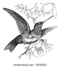 Ruby-throated Hummingbird or Archilochus colubris, vintage engraving. Old engraved illustration of a Ruby-throated Hummingbird. Trousset Encyclopedia