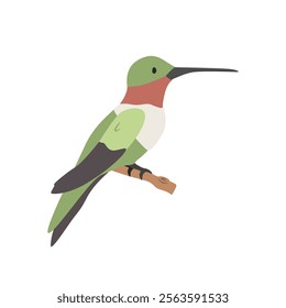 Ruby-throated hummingbird cartoon clipart. Hummingbird vector illustration in flat style. Hand-drawn wild animal concept