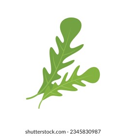 Ruccola food icon flat vector. Arugula leaf. Vegetable plant isolated