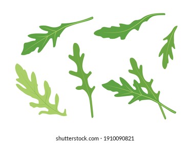 Hojas de ruccola aisladas en fondo blanco, colección de hojas de arugula verde simple. Vector