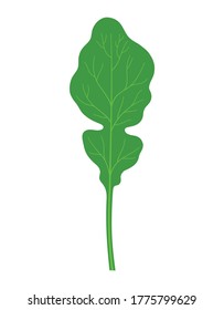 rucola or arugula in cartoon flat style isolated on white background, vegetable organic product from the farm, vector illustration