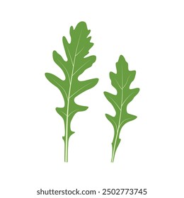 Rucola green leaves vector illustration.