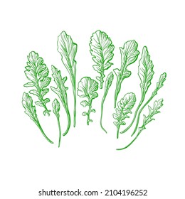 Rucola green set. Vector hand drawn illustration. Fresh leaves isolated on white background. Organic salad, healthy food