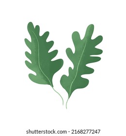 Rucola Hand drawn green garden leafy vegetable. Green Healthy veggie food textured. Ruccola herbs seasoning vector illustration of rugula isolated on white background