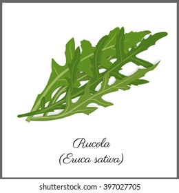 Rucola isolated on white top view. Vector flat illustration for print or web. Collection card with calligraphy text