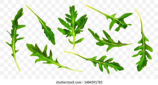 Rucola leaf isolated on transparent background. Green fresh arugula leaves collection. Realistic vector illustration