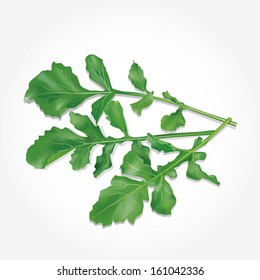 Rucola leaves. Vector illustration.