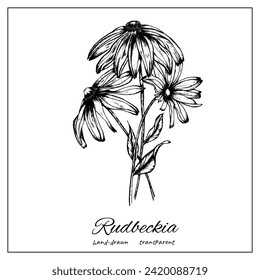 Rudbeckia Coneflower. Bouquet of inked hand drawn flowers for postcard, congratulations, invitation, banner. Isolated on white background